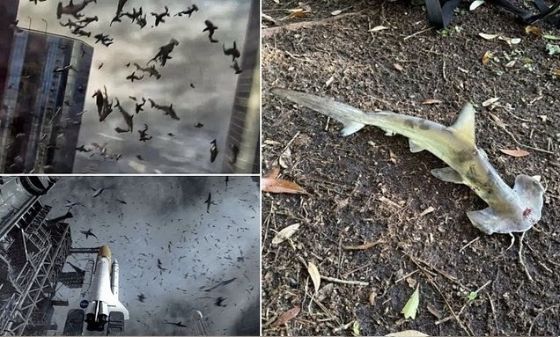 Ảnh của Cá mập rơi từ trời xuống sân golf: Hiện tượng gây sốc như phim viễn tưởng